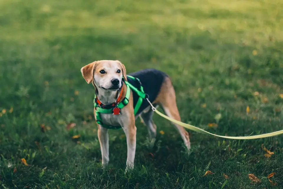 Un beagle en harnais vert, tenu en laisse, se tient sur une pelouse en fin de journée